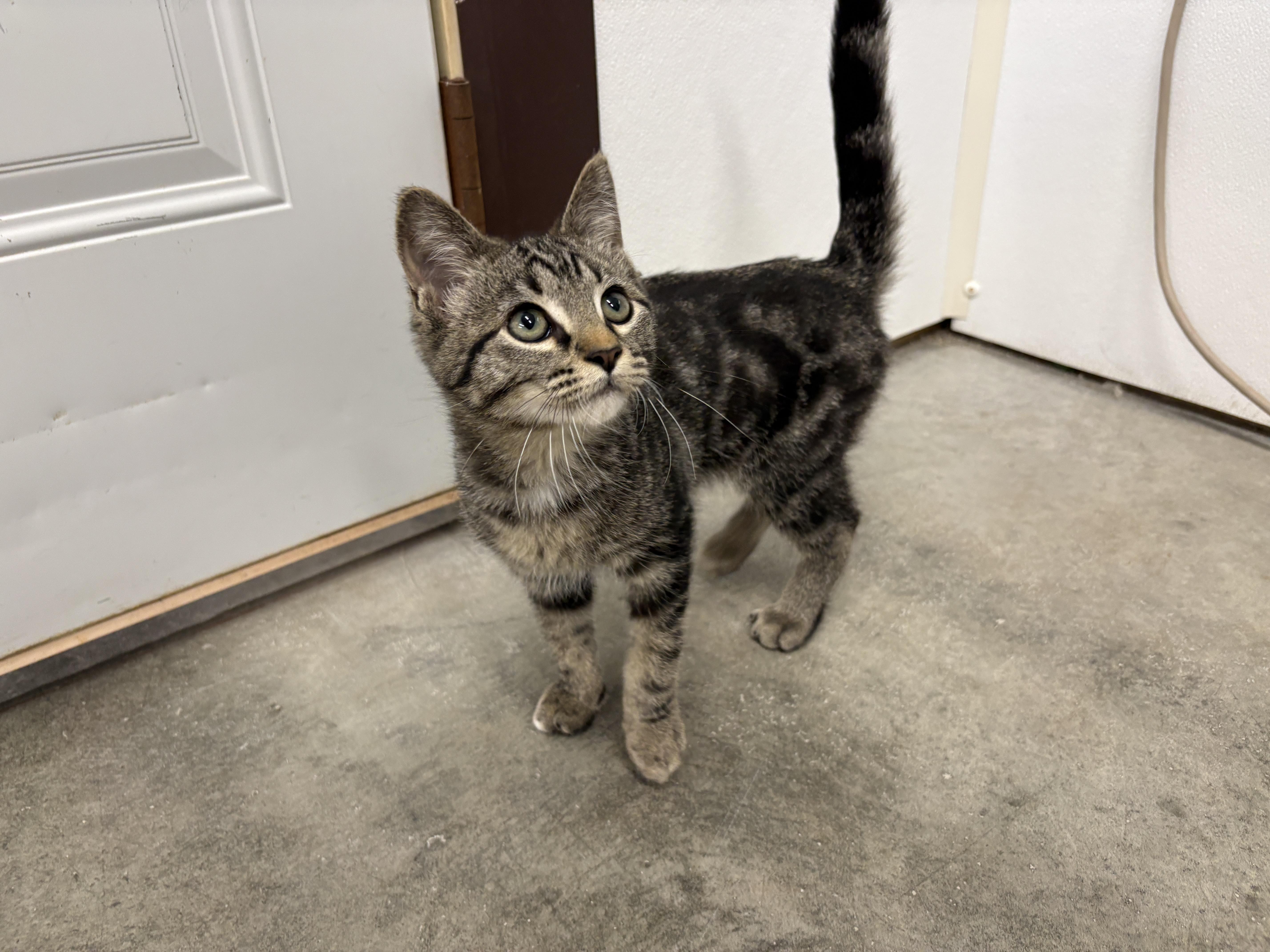 Rubble, an adopted Domestic Short Hair in Auburn, NE image 5/6
