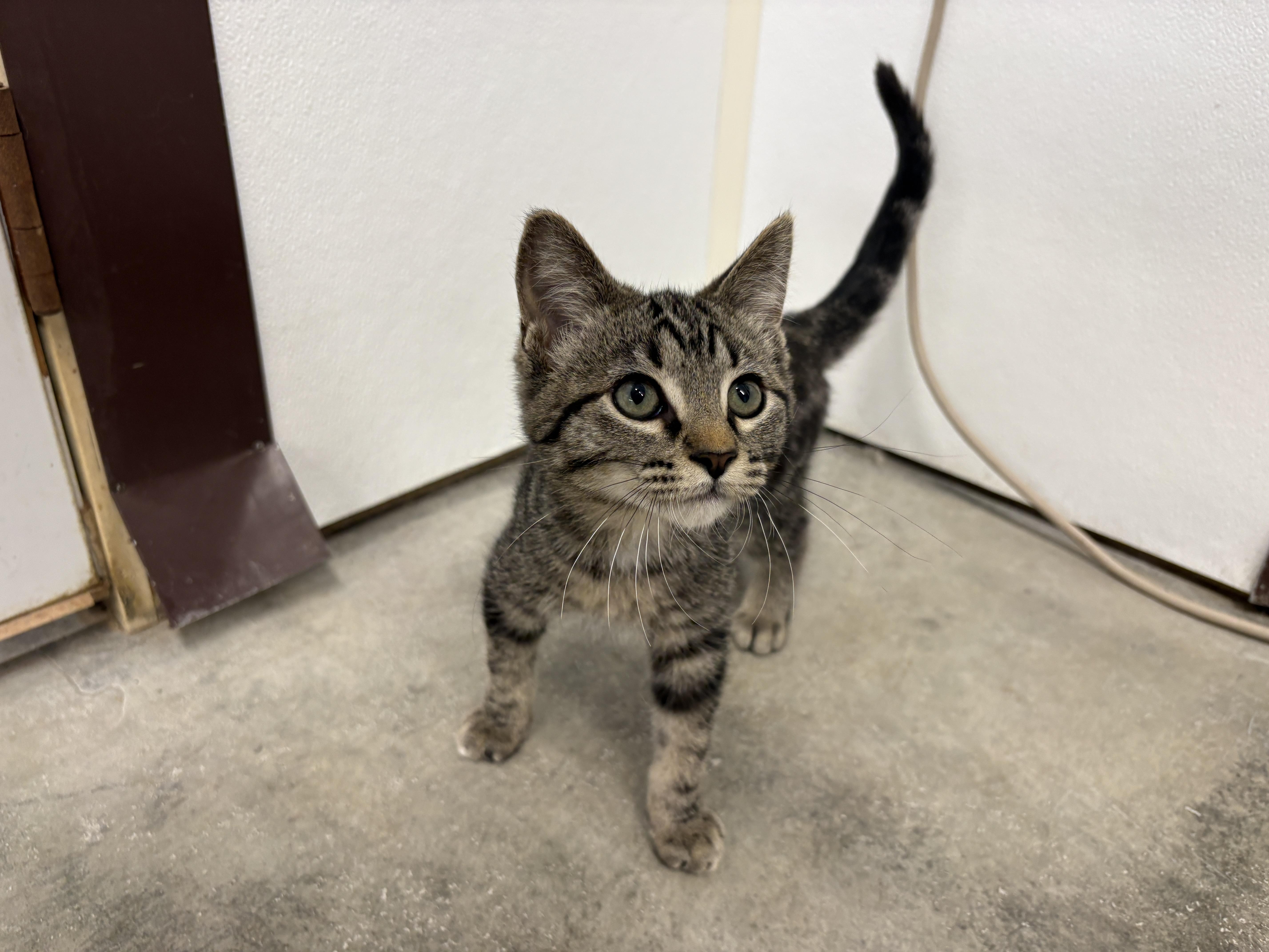 Rubble, an adopted Domestic Short Hair in Auburn, NE image 6/6