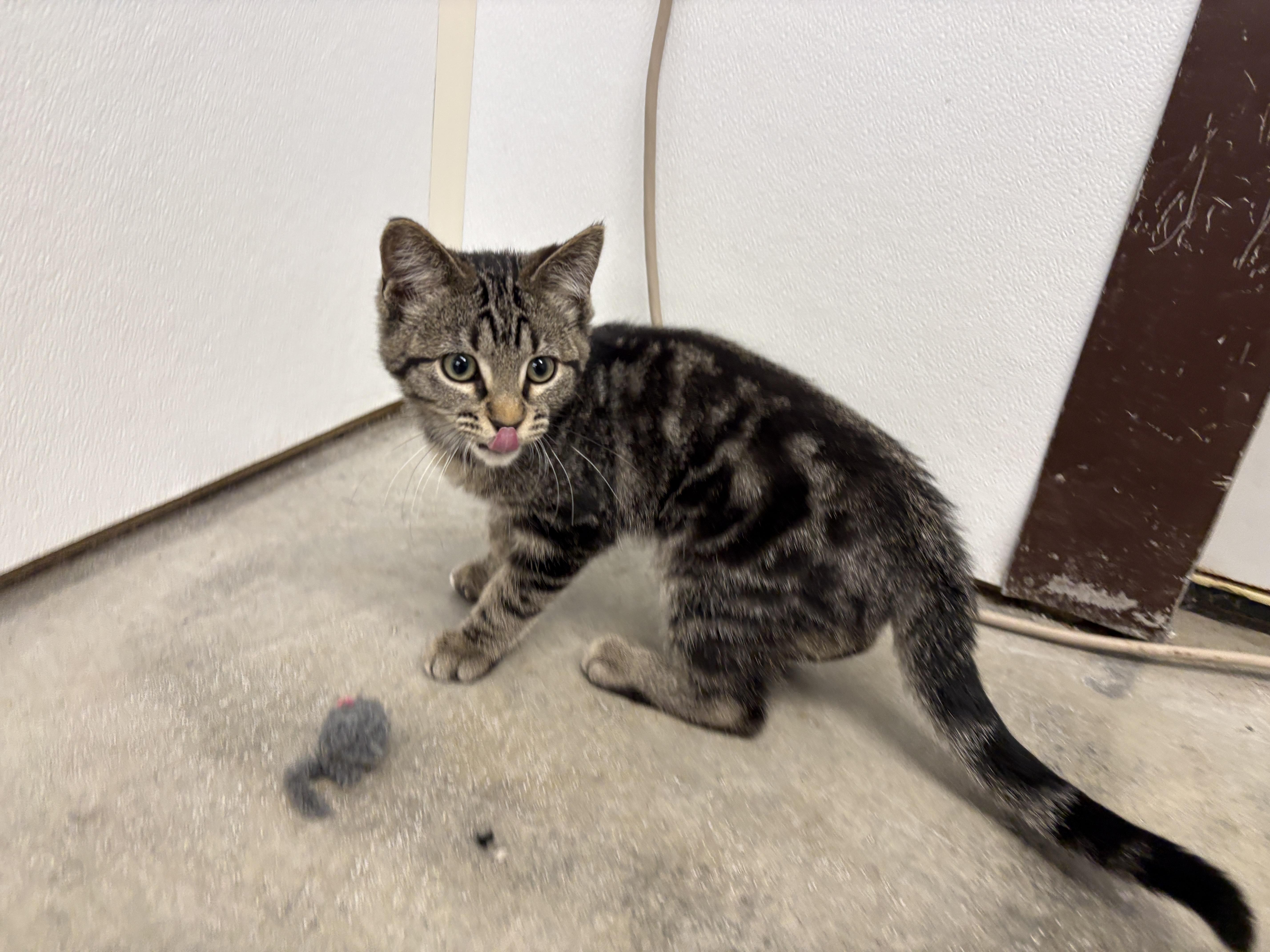 Rubble, an adopted Domestic Short Hair in Auburn, NE image 2/6