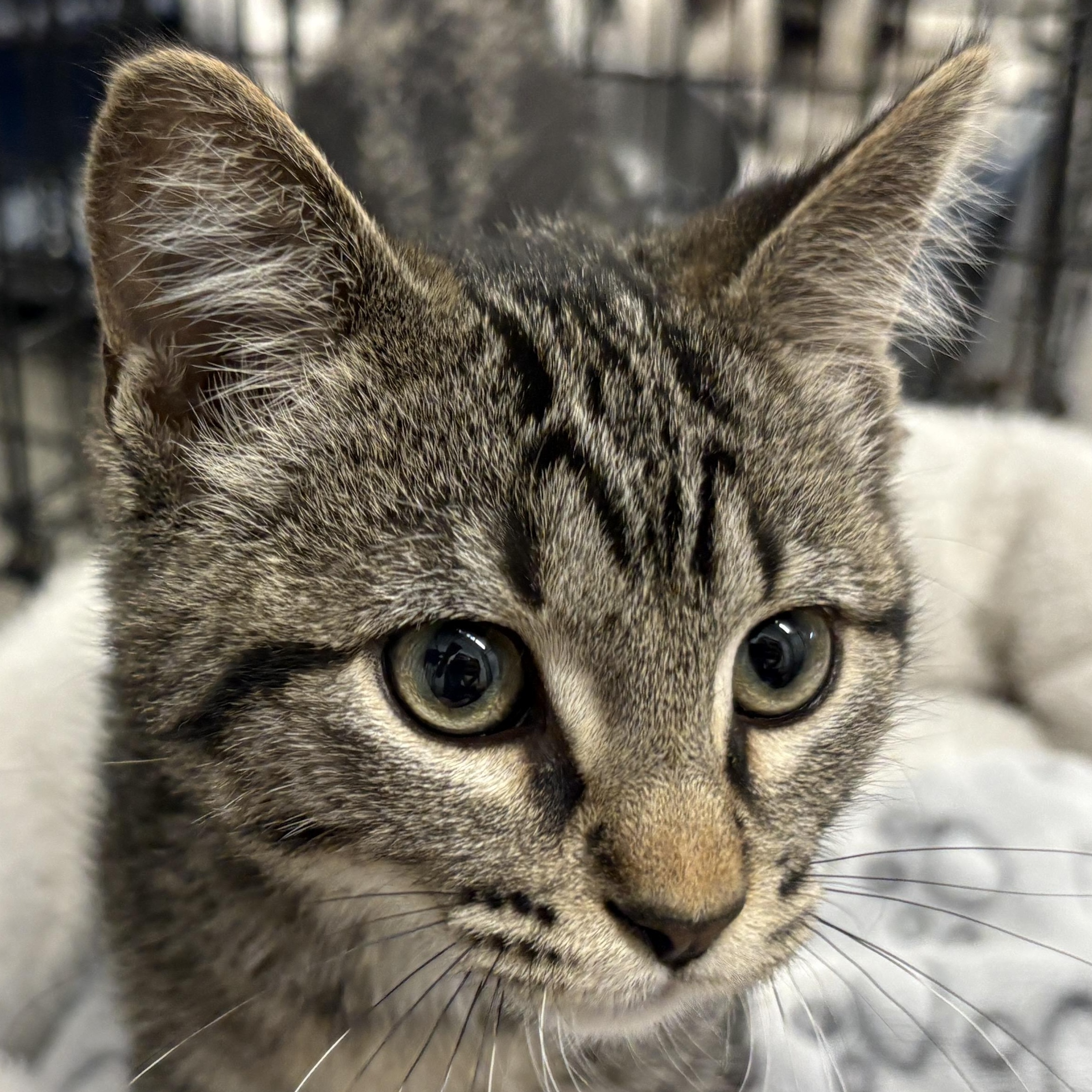 Rubble, adopted, Kitten Male Domestic Short Hair.