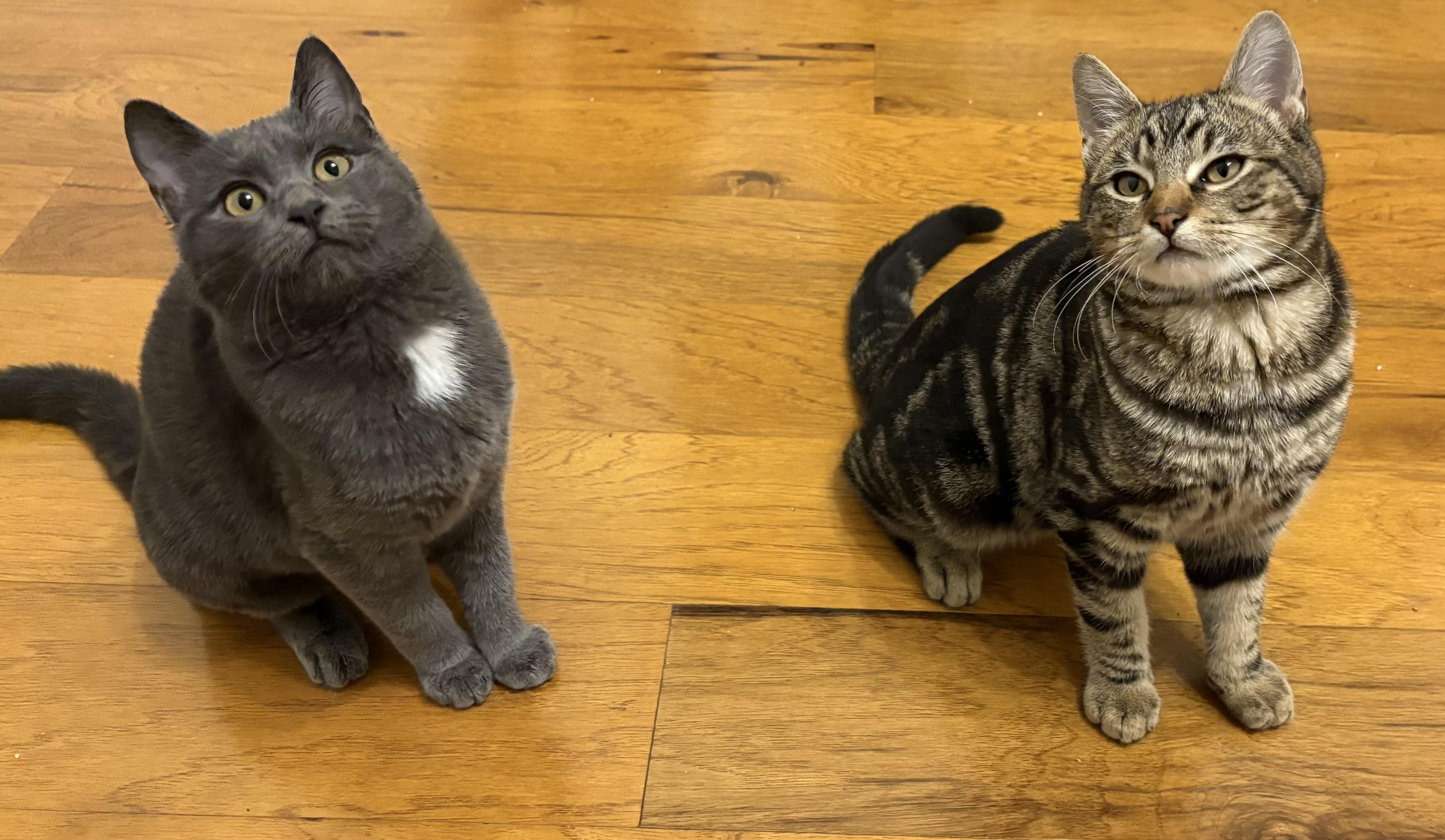 Enlarge Ari, a ADOPTABLE Domestic Short Hair in Campbell, CA image 3/5