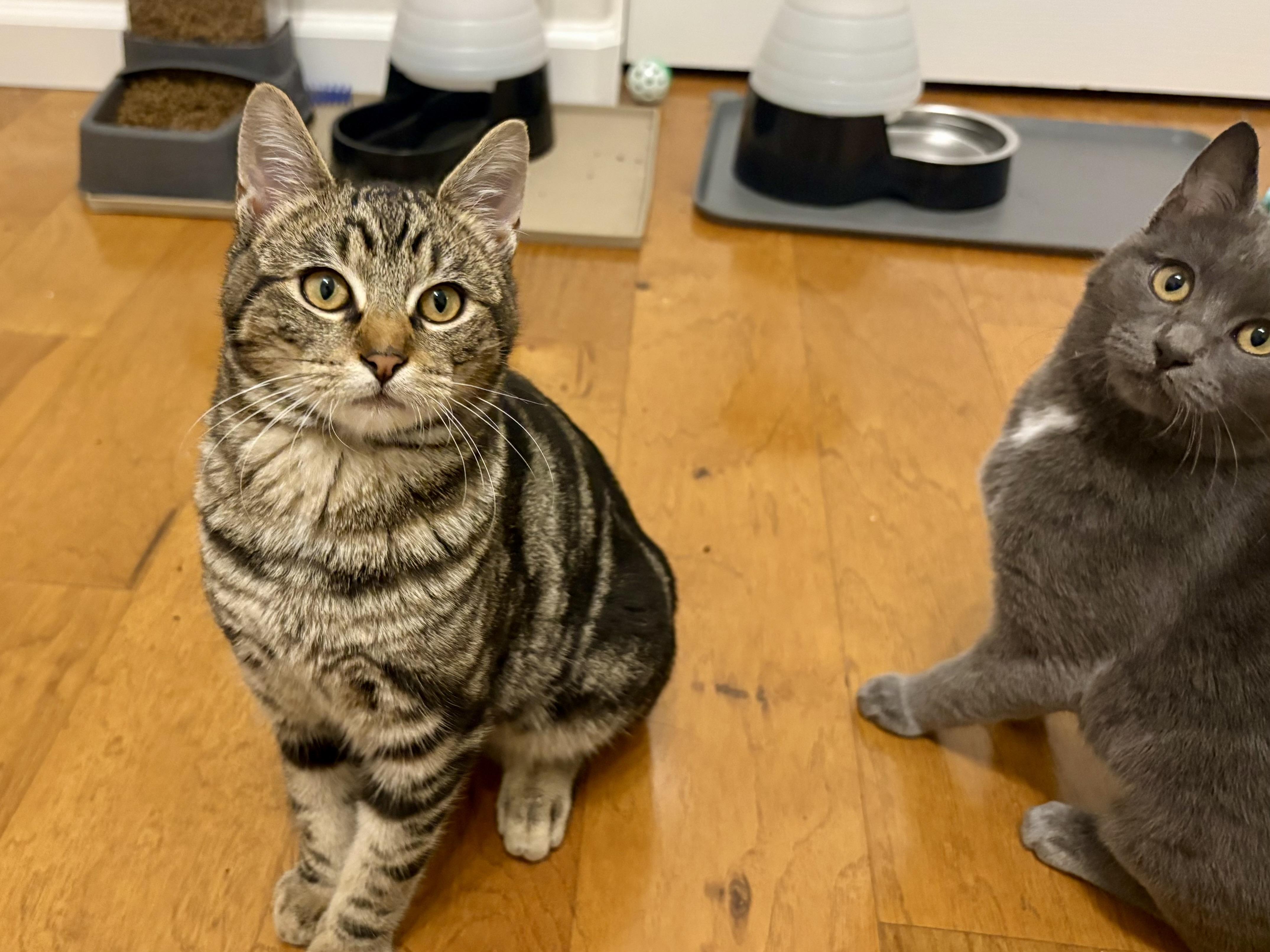 Enlarge Ari, a ADOPTABLE Domestic Short Hair in Campbell, CA image 2/5