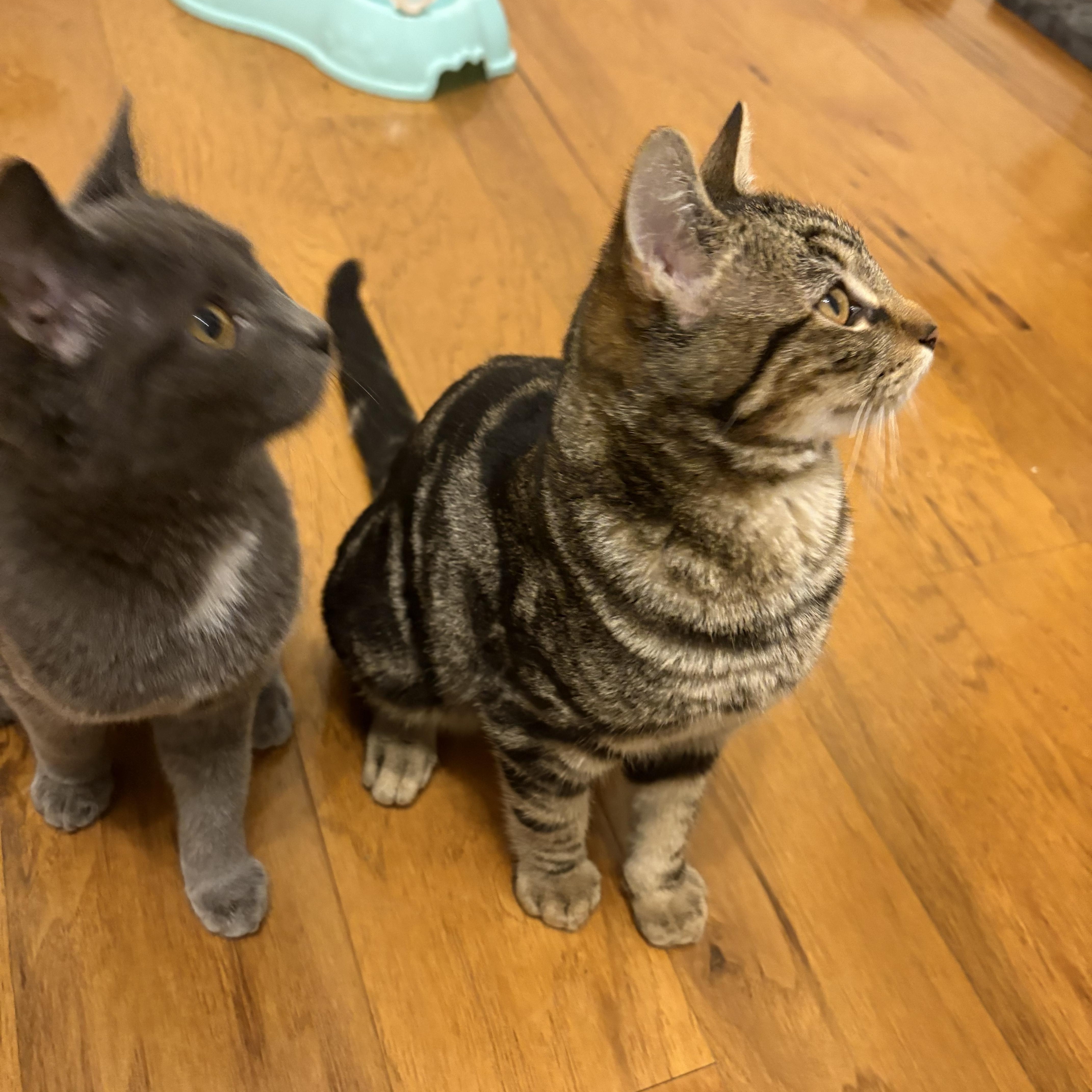 Enlarge Ari, a ADOPTABLE Domestic Short Hair in Campbell, CA image 5/5