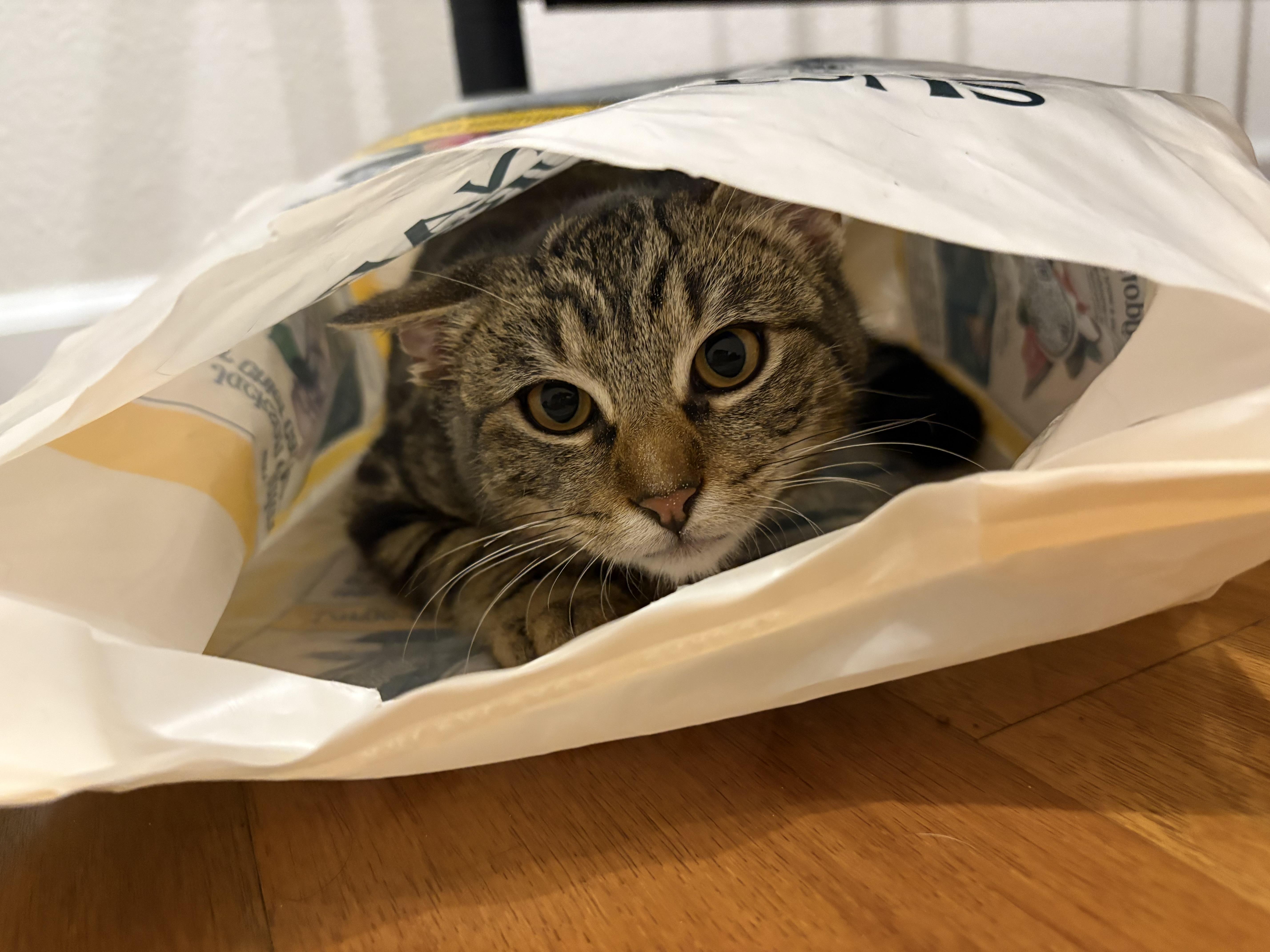 Enlarge Ari, a ADOPTABLE Domestic Short Hair in Campbell, CA image 4/5