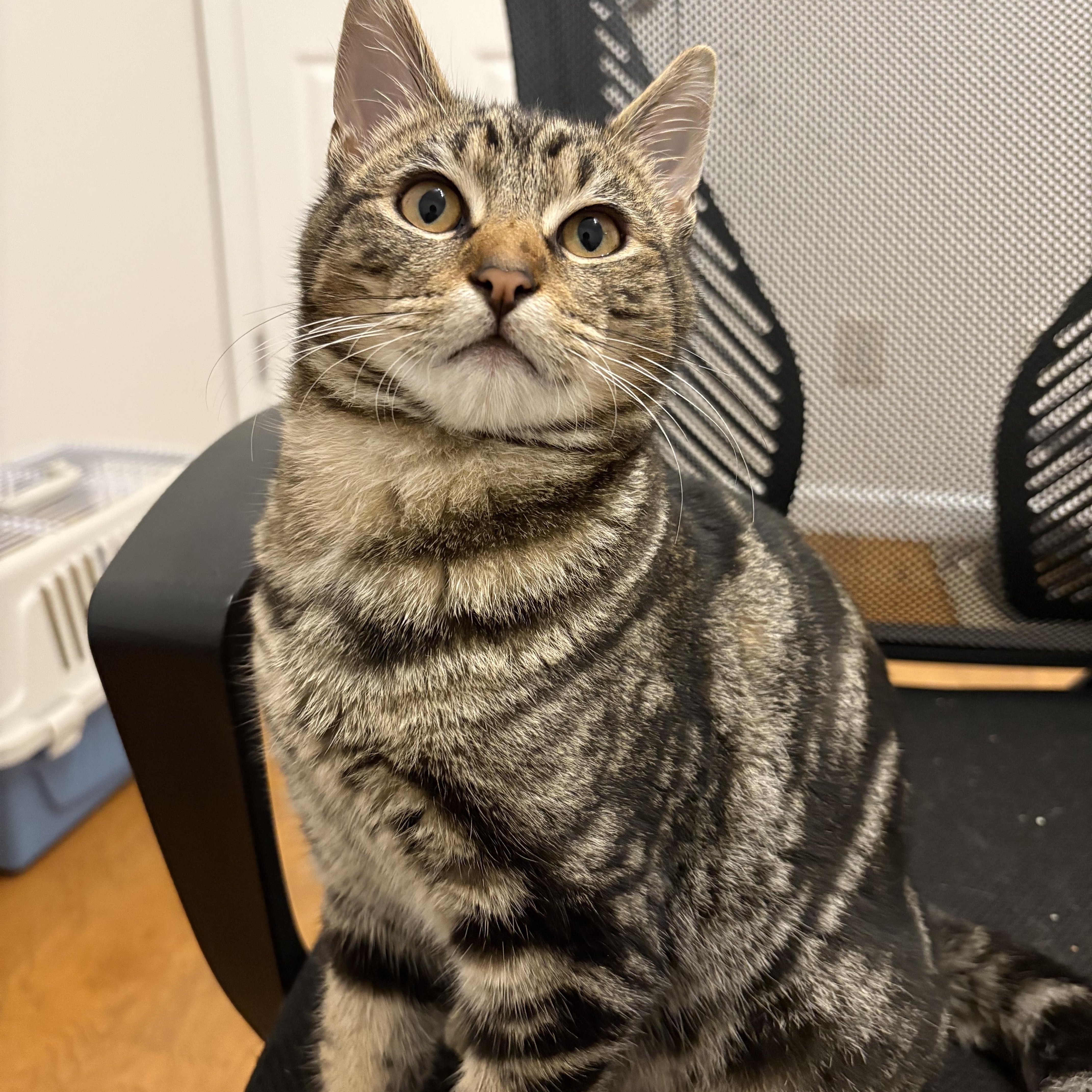 Ari, ADOPTABLE, Kitten Male Domestic Short Hair.