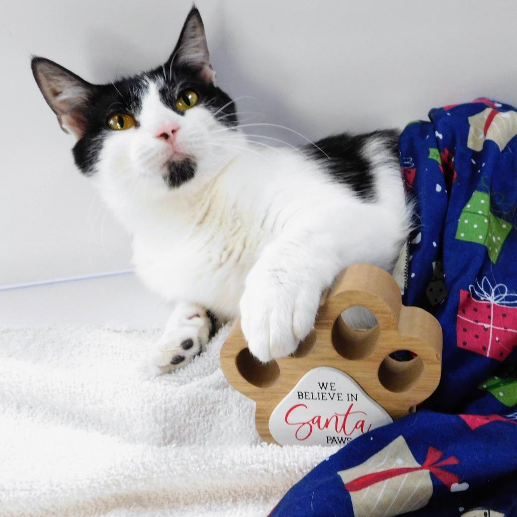 Cher, Adoptable, Adult Female Domestic Short Hair.