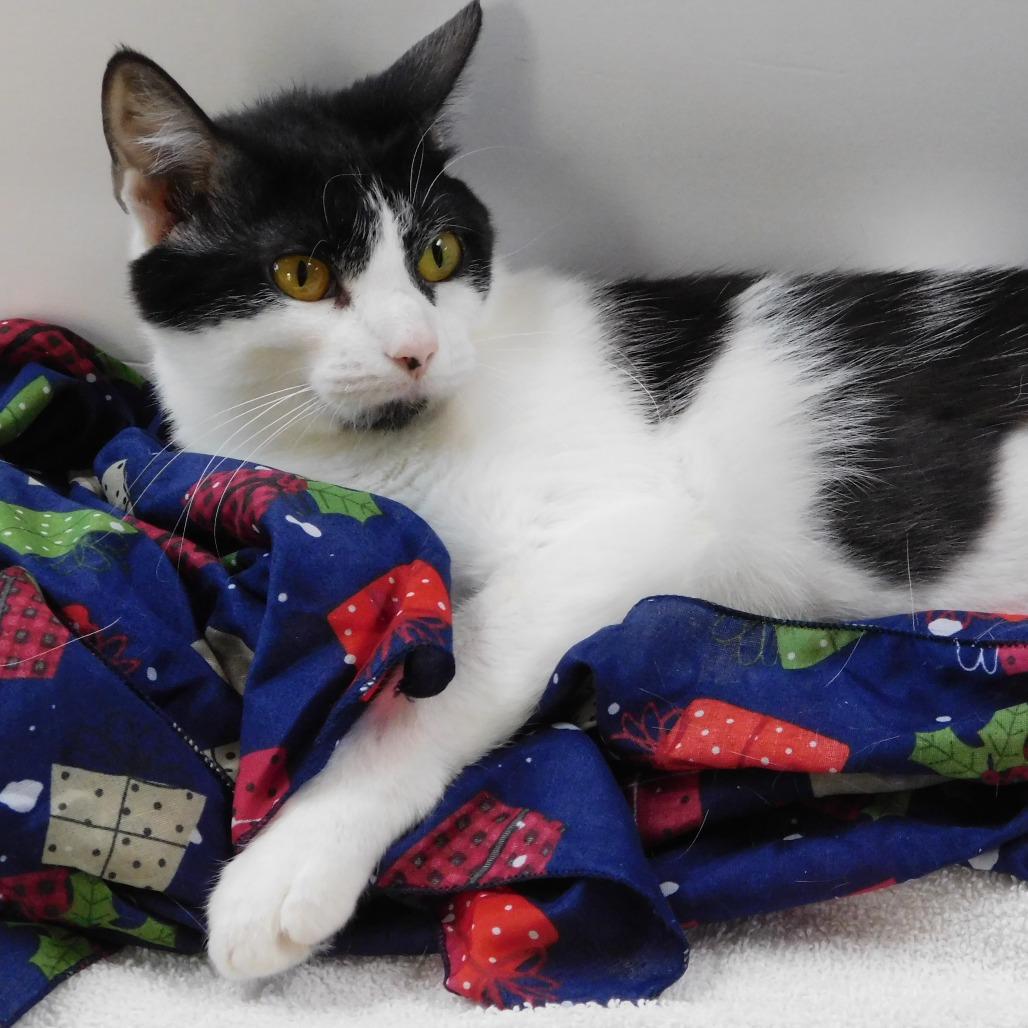 Enlarge Cher, a Adoptable Domestic Short Hair in Canton, IL image 6/6