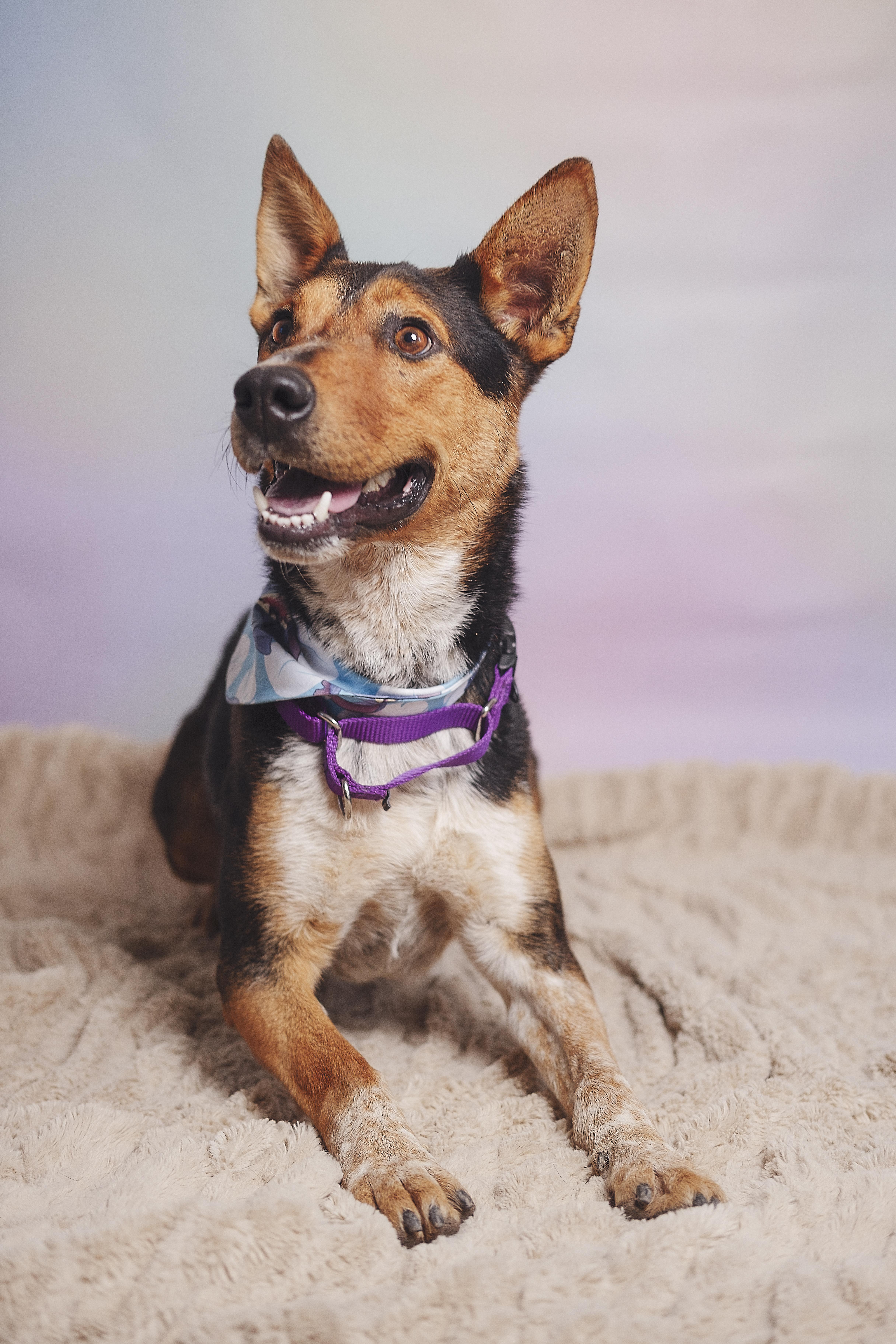 Alex, Adoptable, Adult Male Mixed Breed.