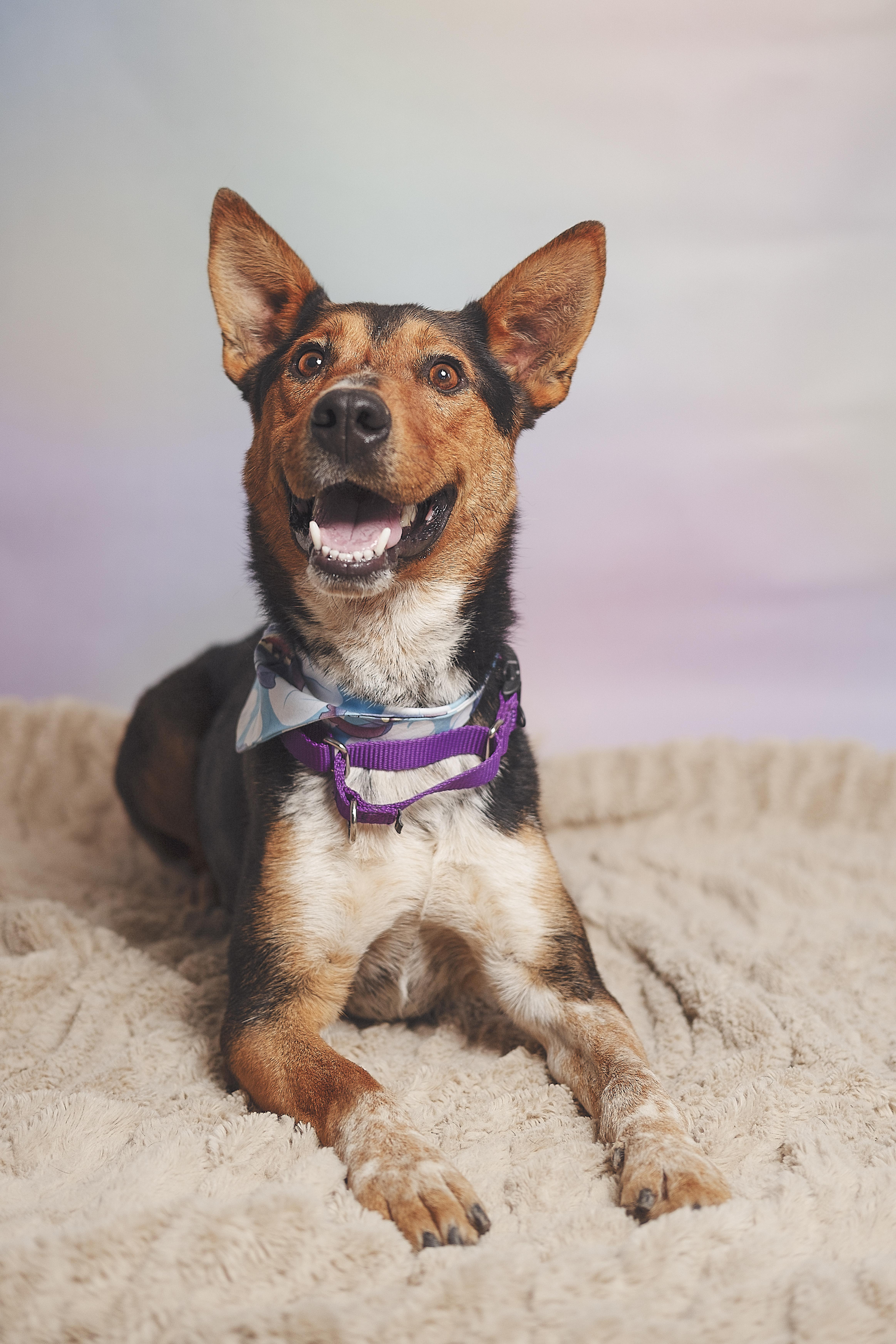 Enlarge Alex, a Adoptable mixed breed in Lubbock, TX image 2/2