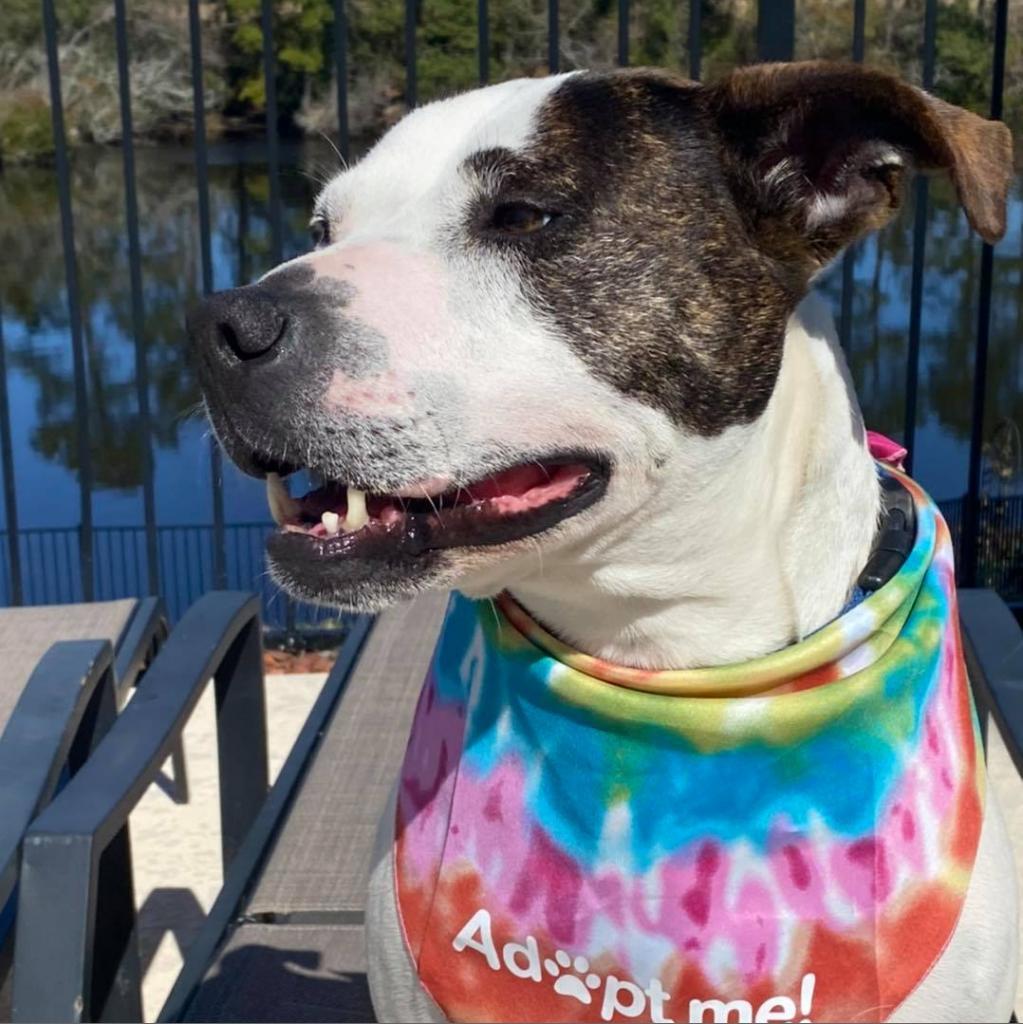 Enlarge Meagan Roo, a Adoptable mixed breed in North Myrtle Beach, SC image 2/2