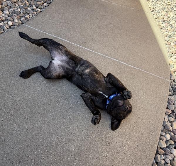 Enlarge Toto, a Adoptable mixed breed in Sioux City, IA image 1/1
