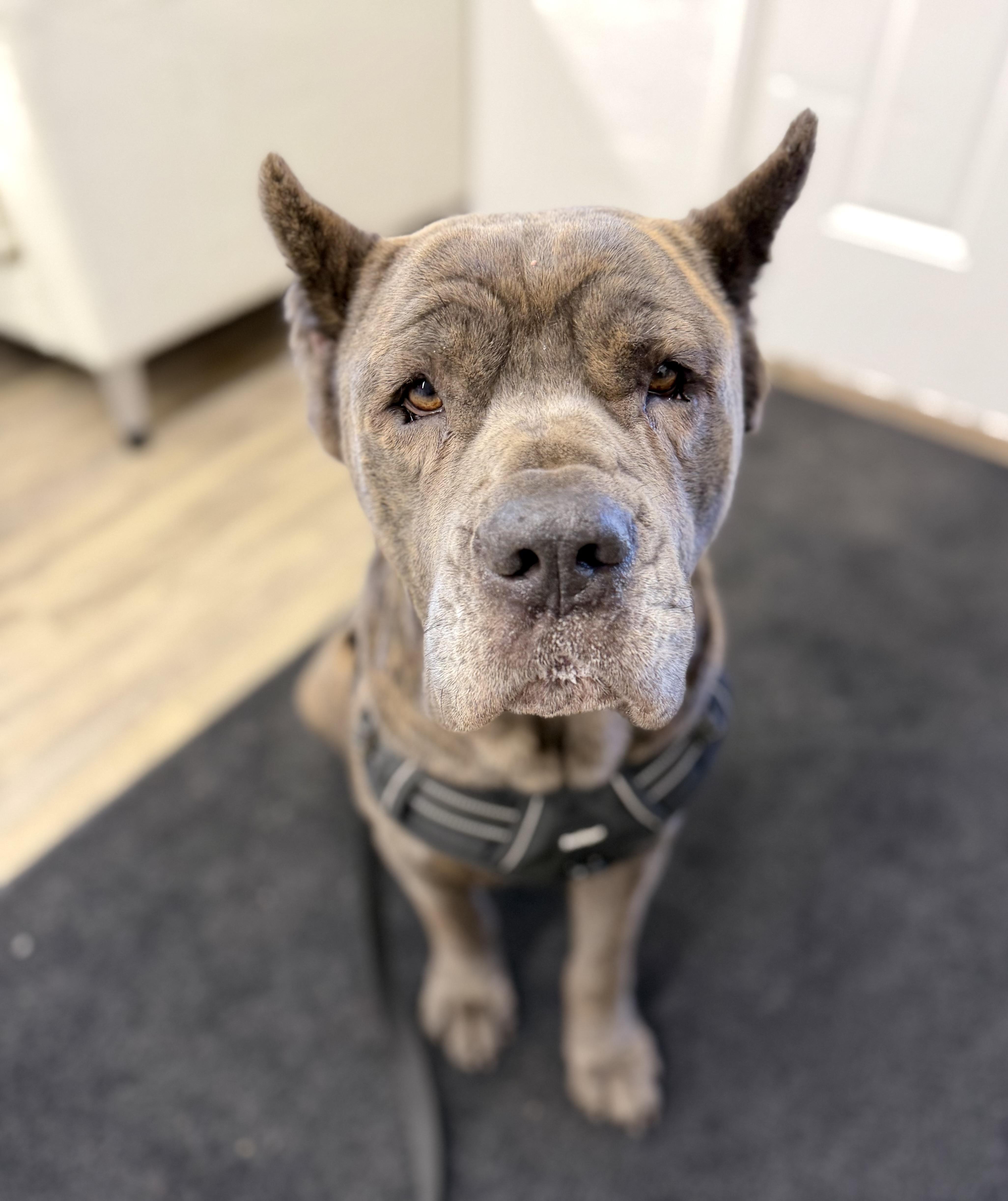 Blue — thumbnail 4