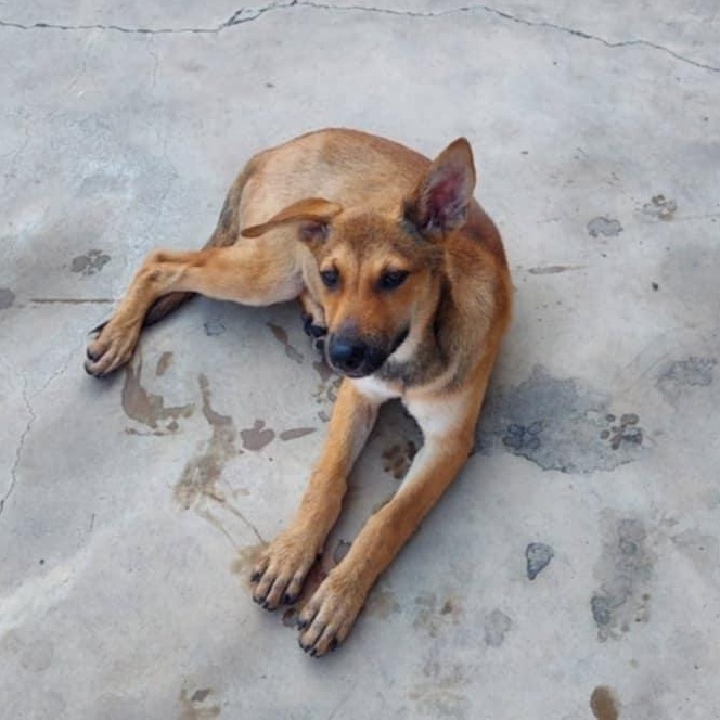 Bernie — thumbnail 4