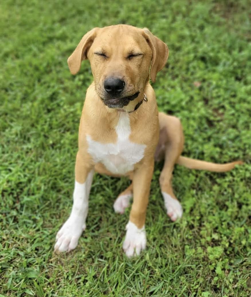 Enlarge Bailey, a Adopted mixed breed in Leesburg, GA image 4/4