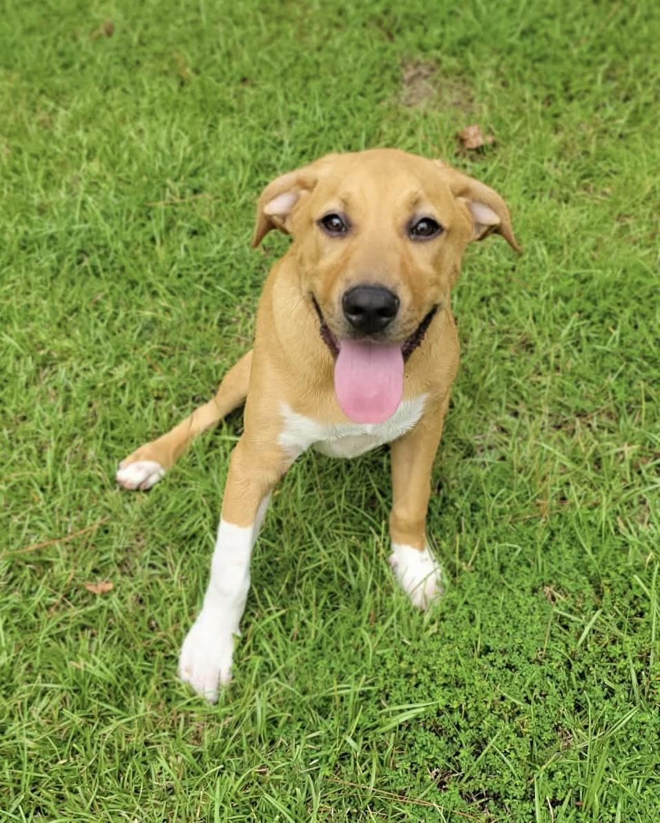 Bailey, Adopted, Puppy Female Golden Retriever & American Bulldog.