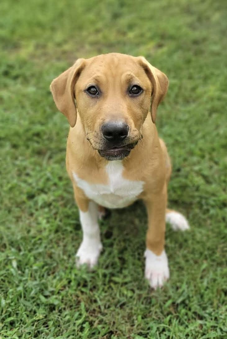 Enlarge Bailey, a Adopted mixed breed in Leesburg, GA image 2/4