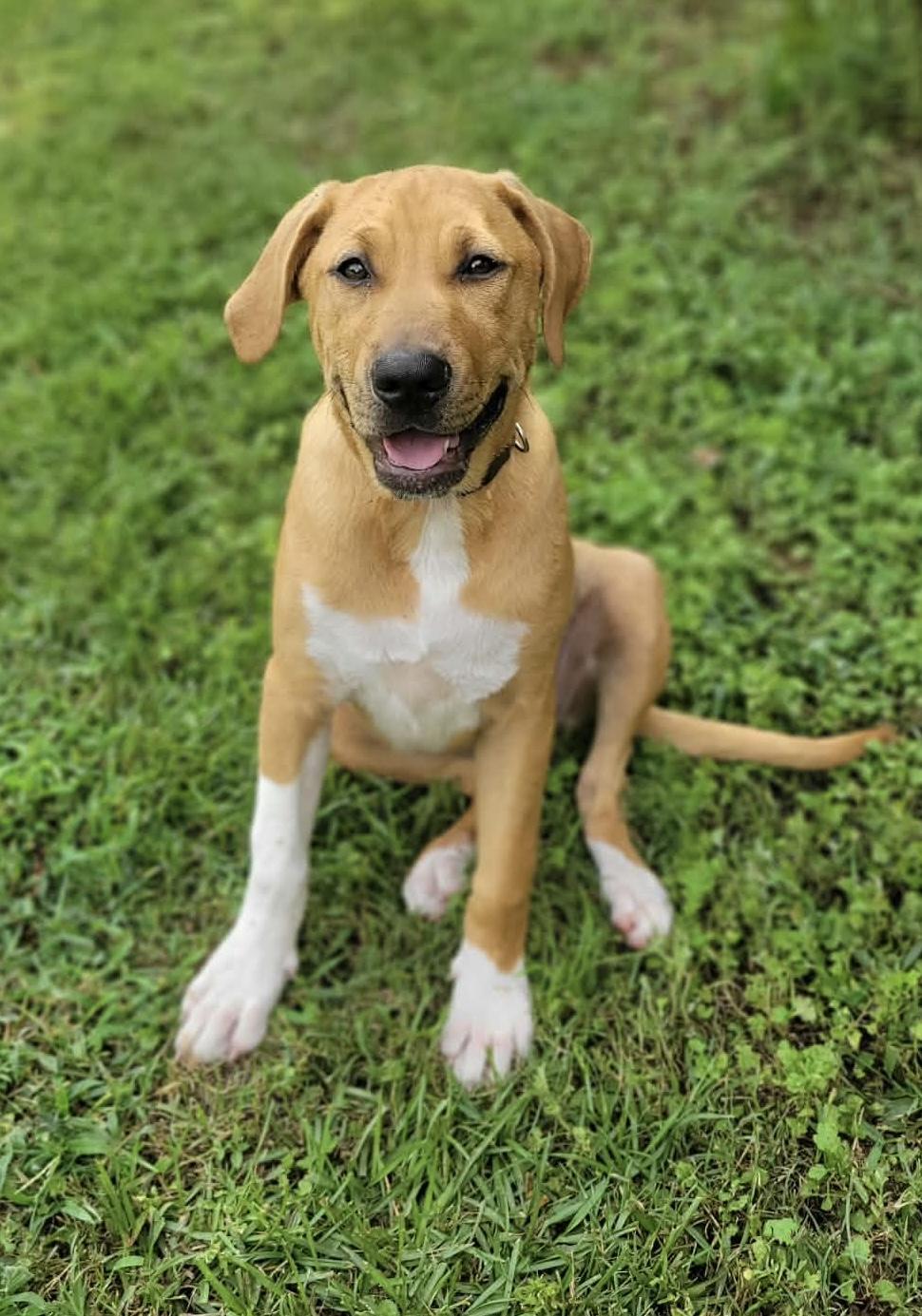 Enlarge Bailey, a Adopted mixed breed in Leesburg, GA image 3/4