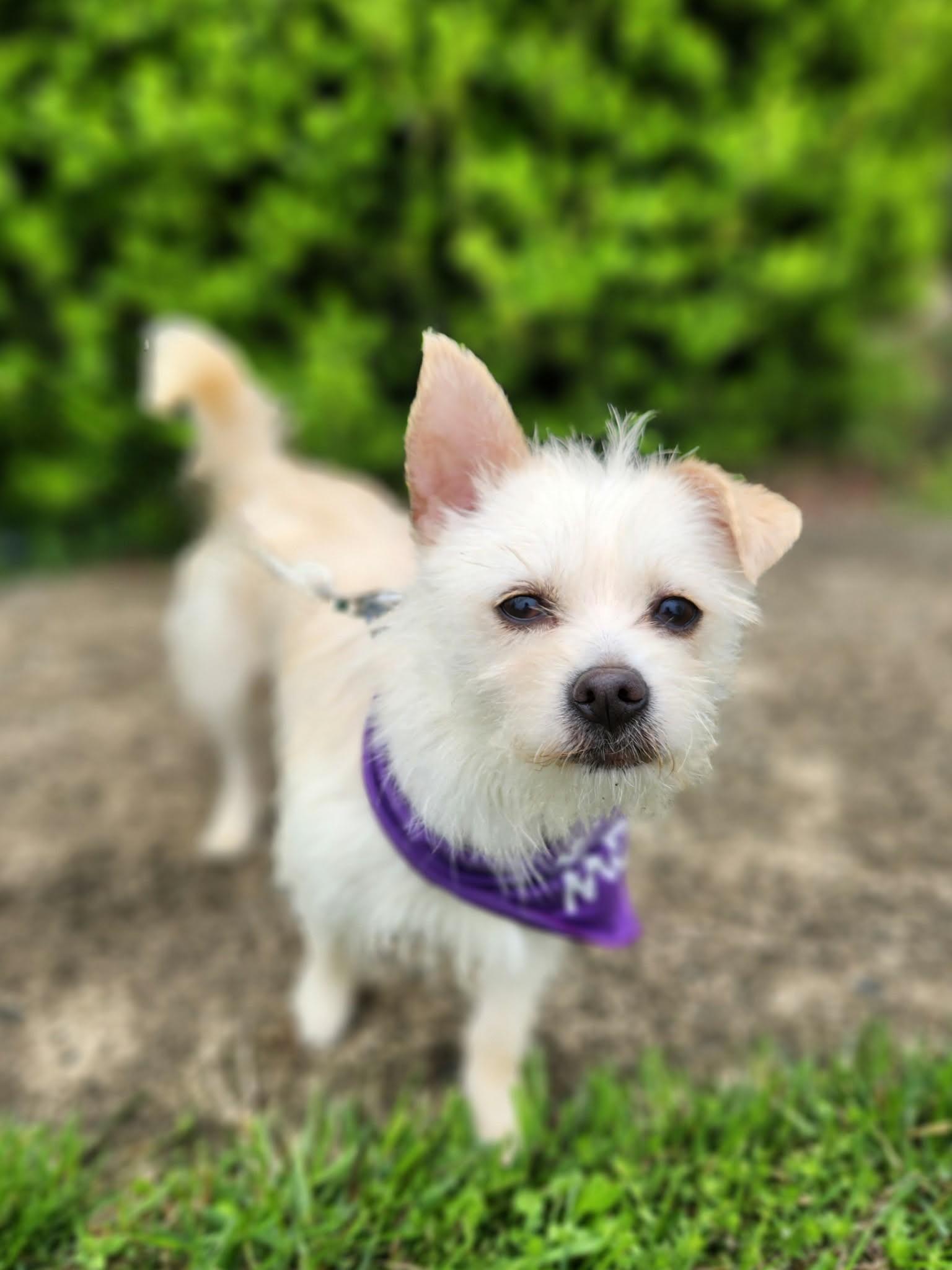 Enlarge Starlite, a ADOPTABLE mixed breed in Monroe, NC image 3/6