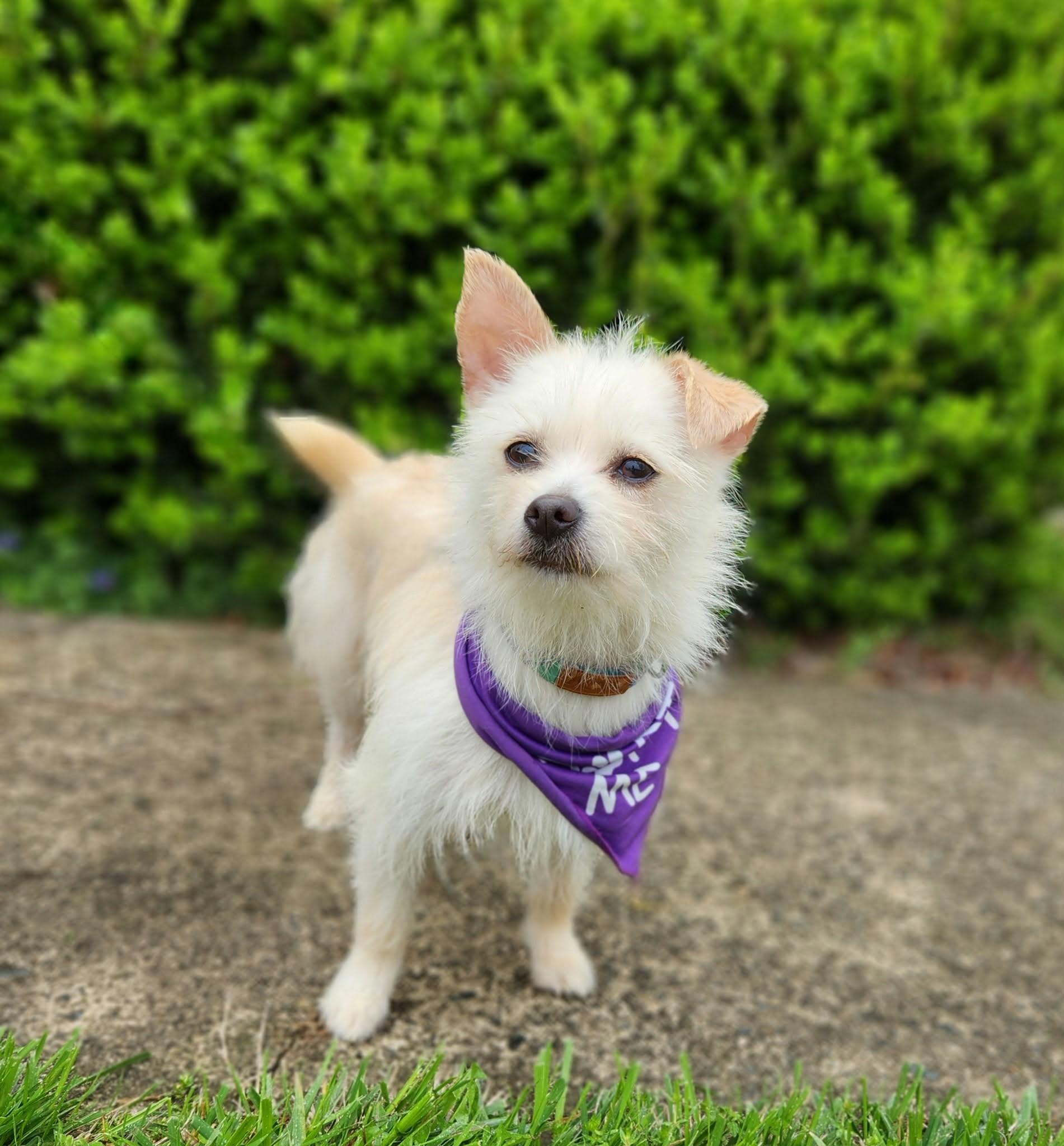 Enlarge Starlite, a ADOPTABLE mixed breed in Monroe, NC image 5/6