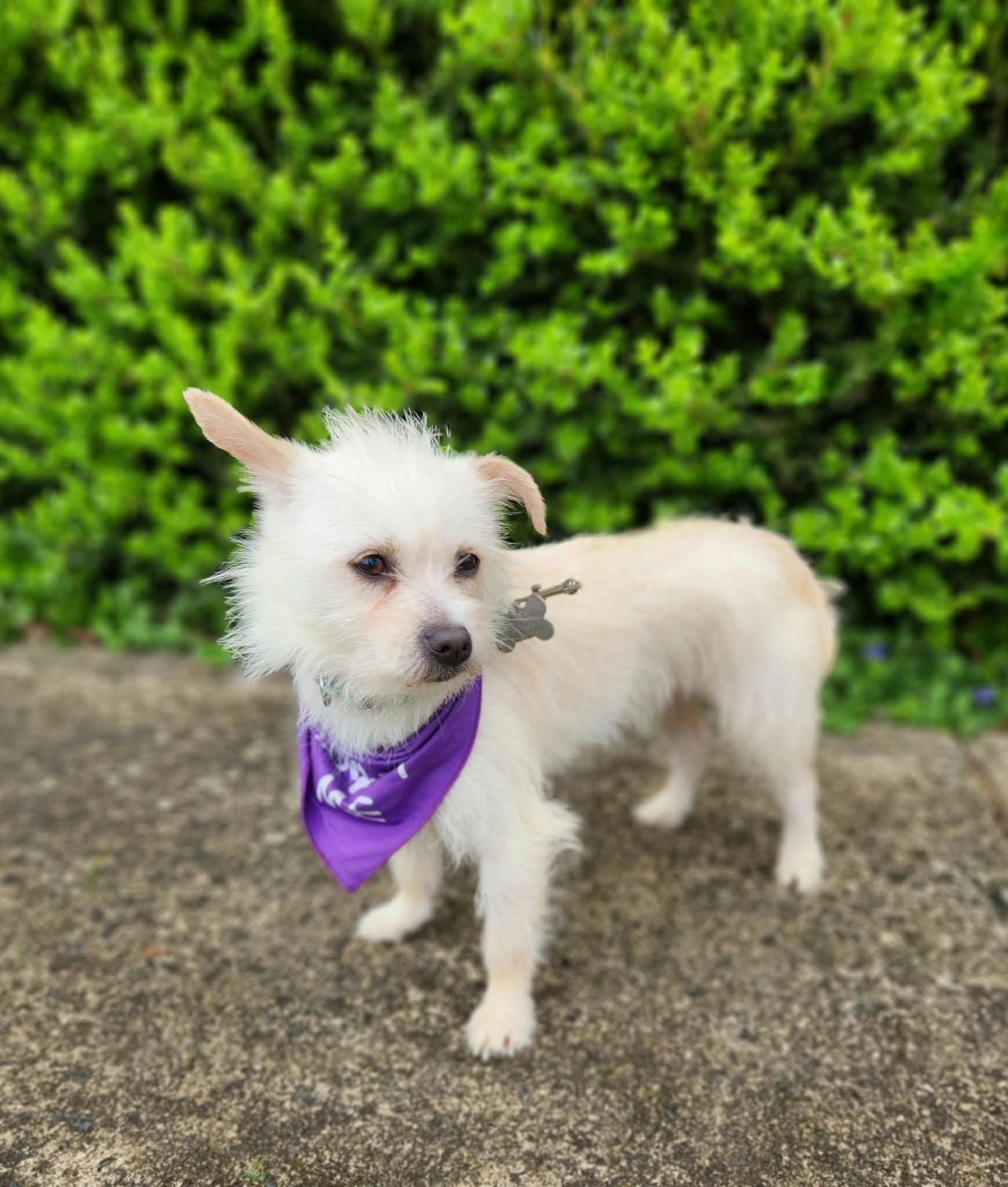 Enlarge Starlite, a ADOPTABLE mixed breed in Monroe, NC image 2/6