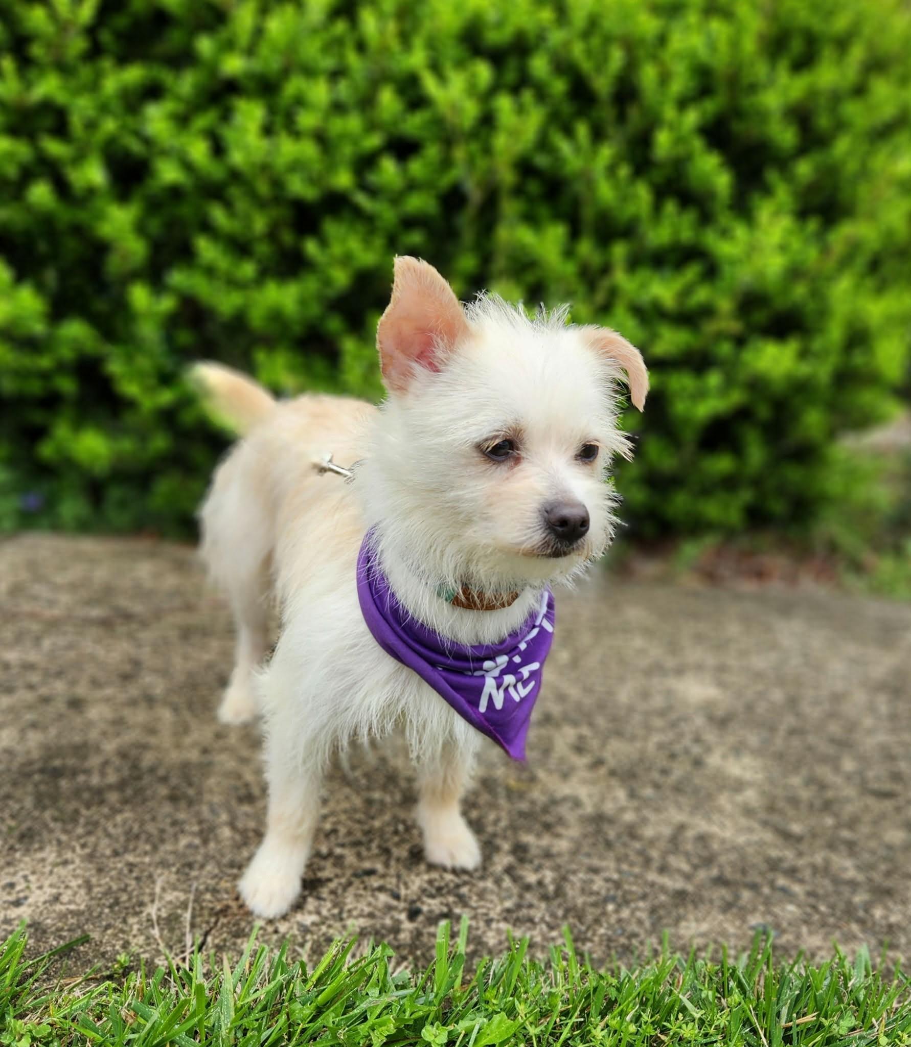 Enlarge Starlite, a ADOPTABLE mixed breed in Monroe, NC image 6/6