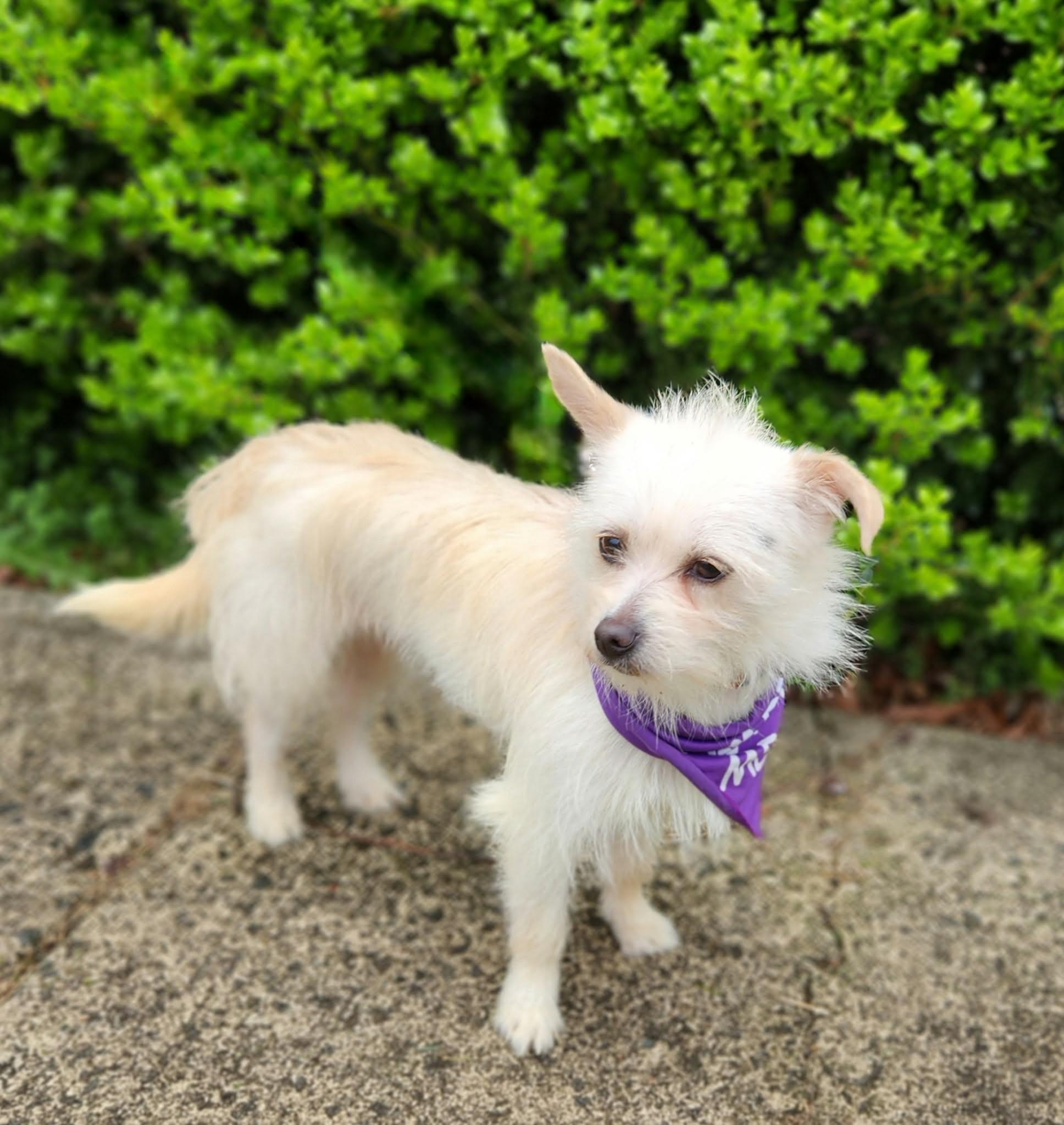 Enlarge Starlite, a ADOPTABLE mixed breed in Monroe, NC image 4/6