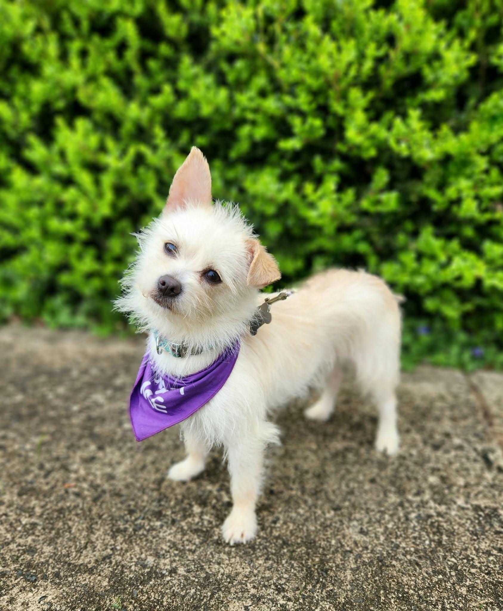 Starlite, ADOPTABLE, Young Female Maltese & Yorkshire Terrier.
