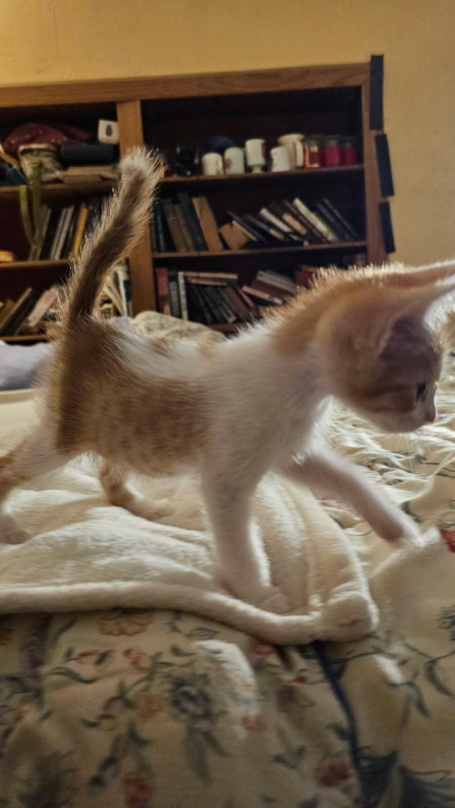 Baby is so very loving and gentle yet very playful Just pet him for a minute and he will purr