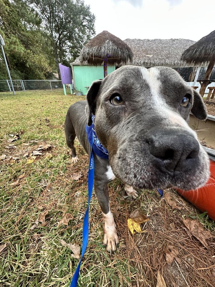 Roxie #A-3044 💜 🤍, Adoptable, Adult Female Pit Bull Terrier.