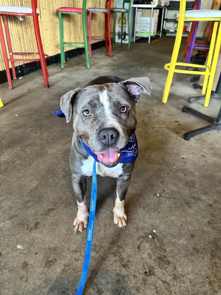 Roxie #A-3044, a Adoptable mixed breed in Moncton, NB image 2/6