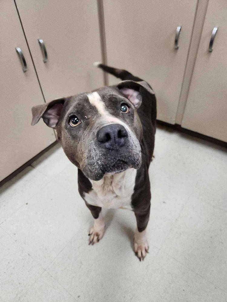 Roxie #A-3044 π π€, Adoptable, Adult Female Pit Bull Terrier.