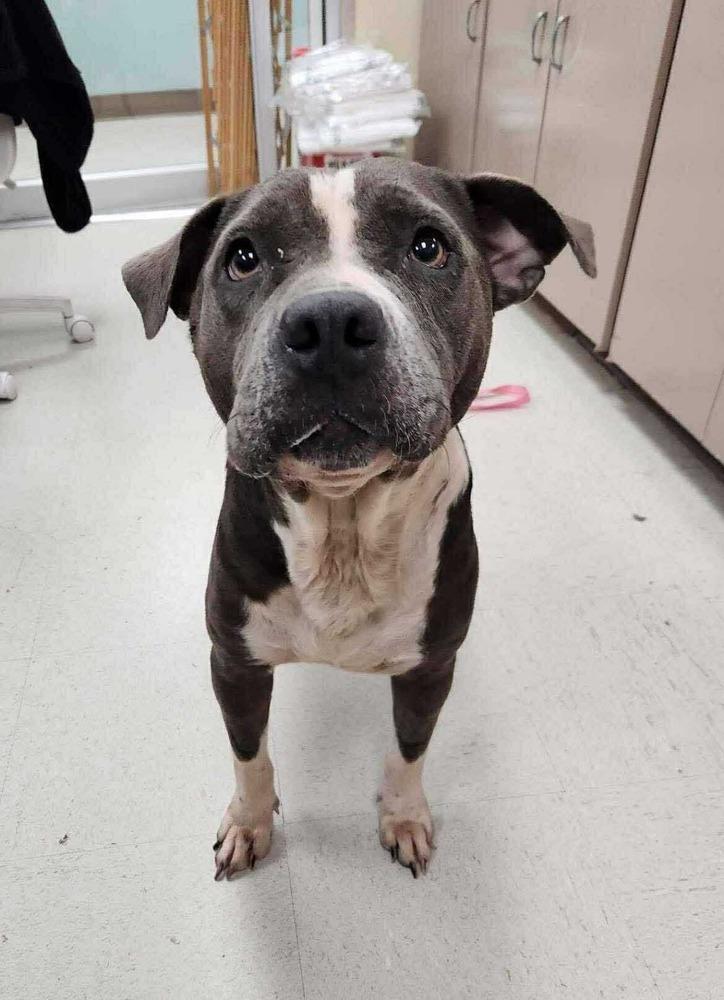 Roxie #A-3044, a Adoptable mixed breed in Moncton, NB image 4/6