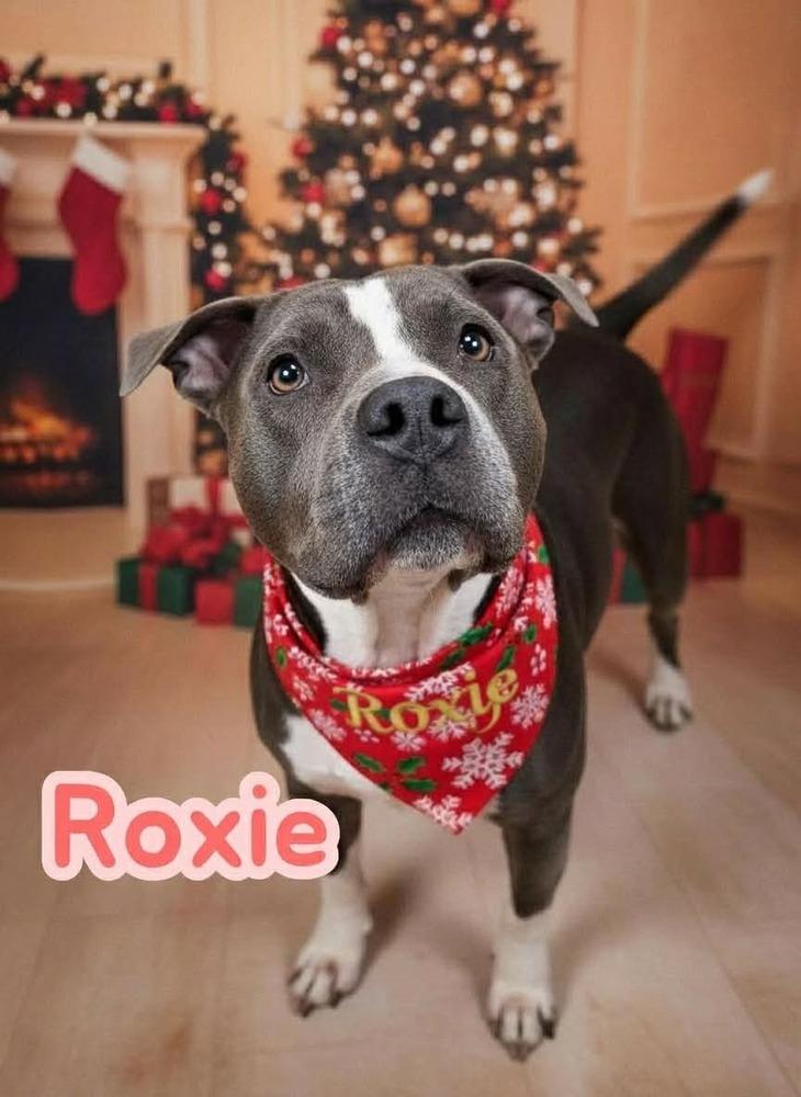 Roxie #A-3044, a Adoptable mixed breed in Moncton, NB image 5/6
