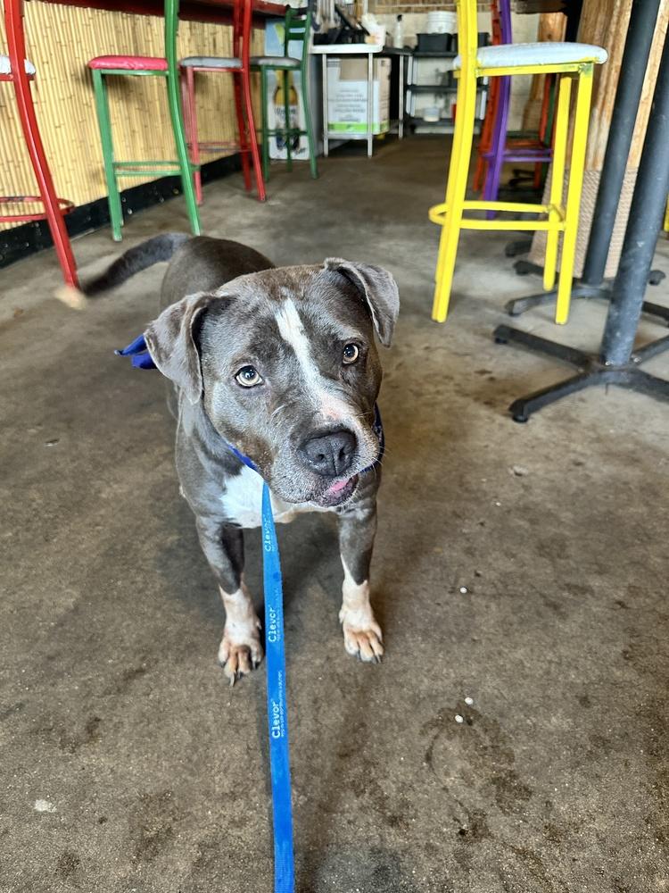 Roxie #A-3044, a Adoptable mixed breed in Moncton, NB image 6/6