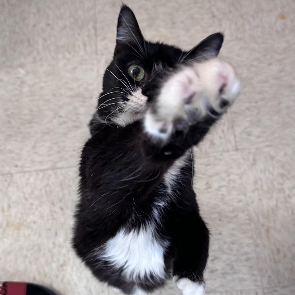Margaret, Adoptable, Senior Female Domestic Long Hair.