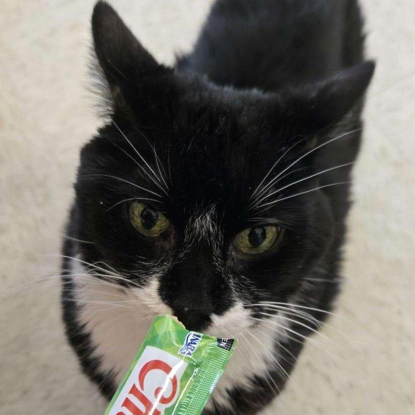 Enlarge Margaret, a Adoptable Domestic Long Hair in Branson, MO image 2/6