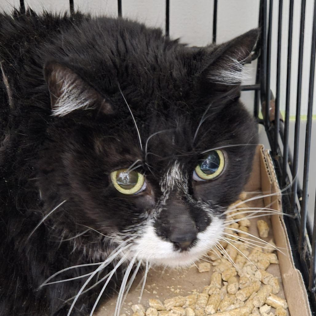 Enlarge Margaret, a Adoptable Domestic Long Hair in Branson, MO image 3/6