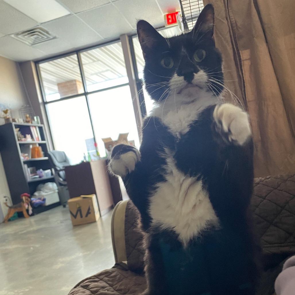 Enlarge Margaret, a Adoptable Domestic Long Hair in Branson, MO image 4/6