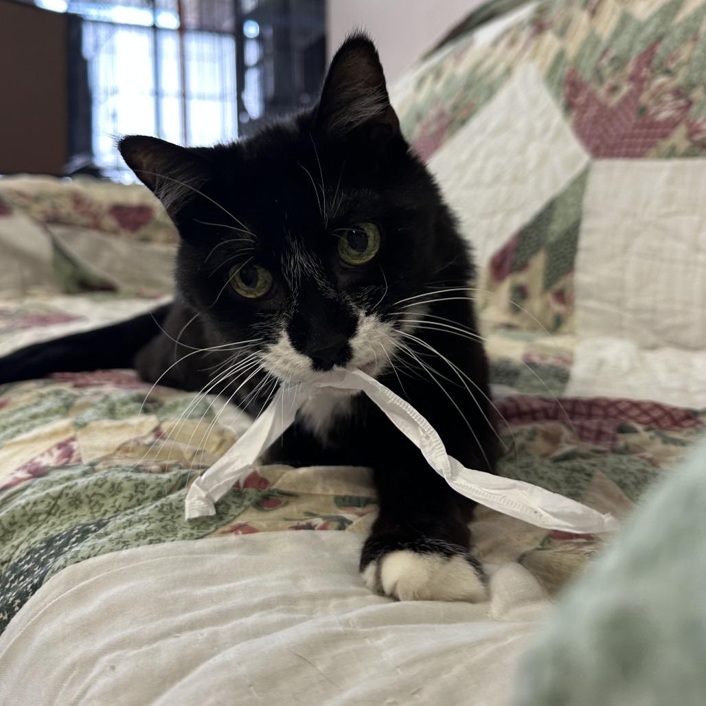 Enlarge Margaret, a Adoptable Domestic Long Hair in Branson, MO image 5/6