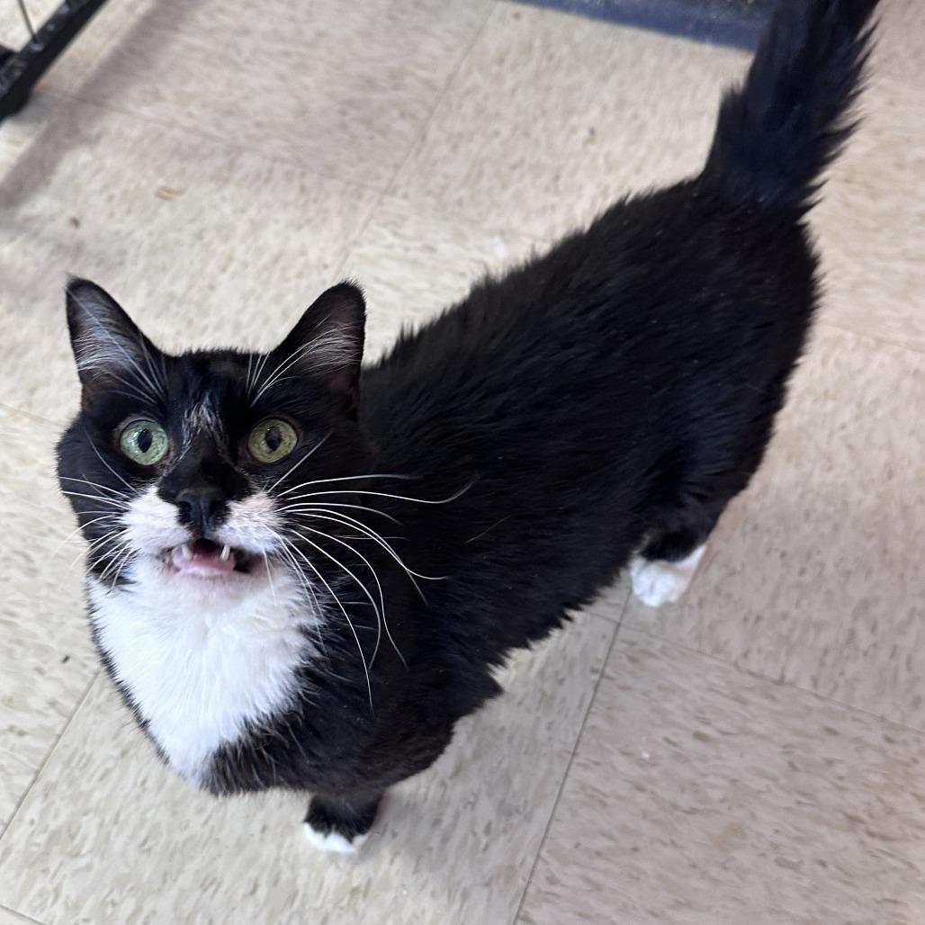 Enlarge Margaret, a Adoptable Domestic Long Hair in Branson, MO image 6/6