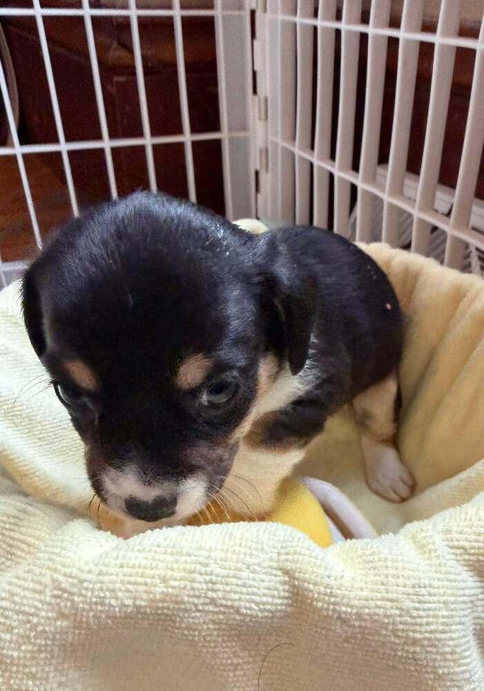 Manzano, Adoptable, Puppy Male Chihuahua.