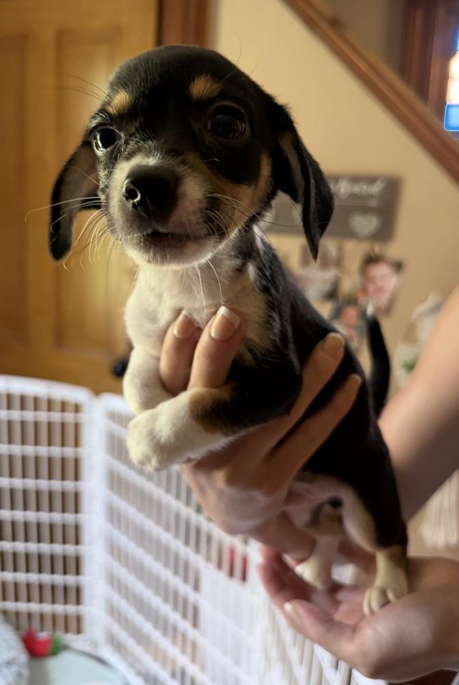 Manzano, a Adoptable mixed breed in Waunakee, WI image 2/6
