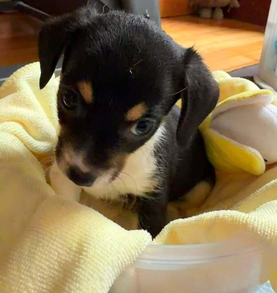 Manzano, a Adoptable mixed breed in Waunakee, WI image 3/6