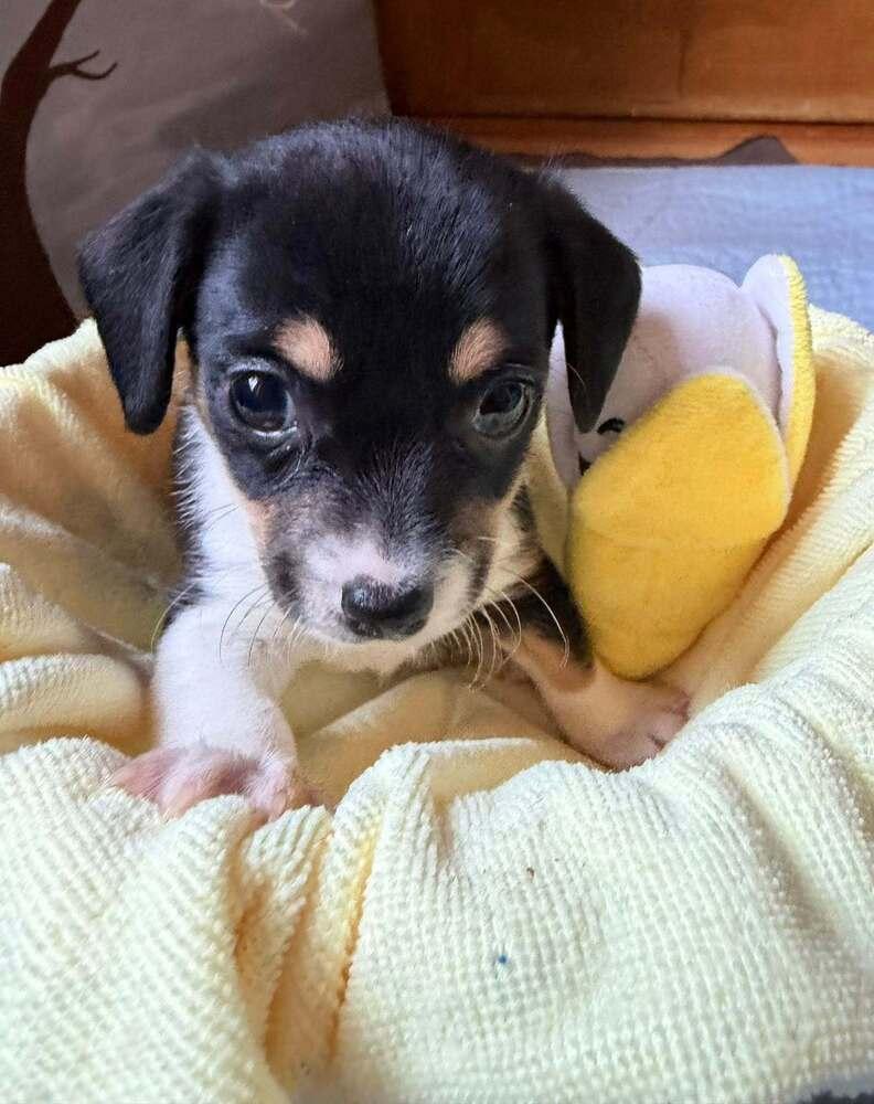 Manzano, a Adoptable mixed breed in Waunakee, WI image 4/6