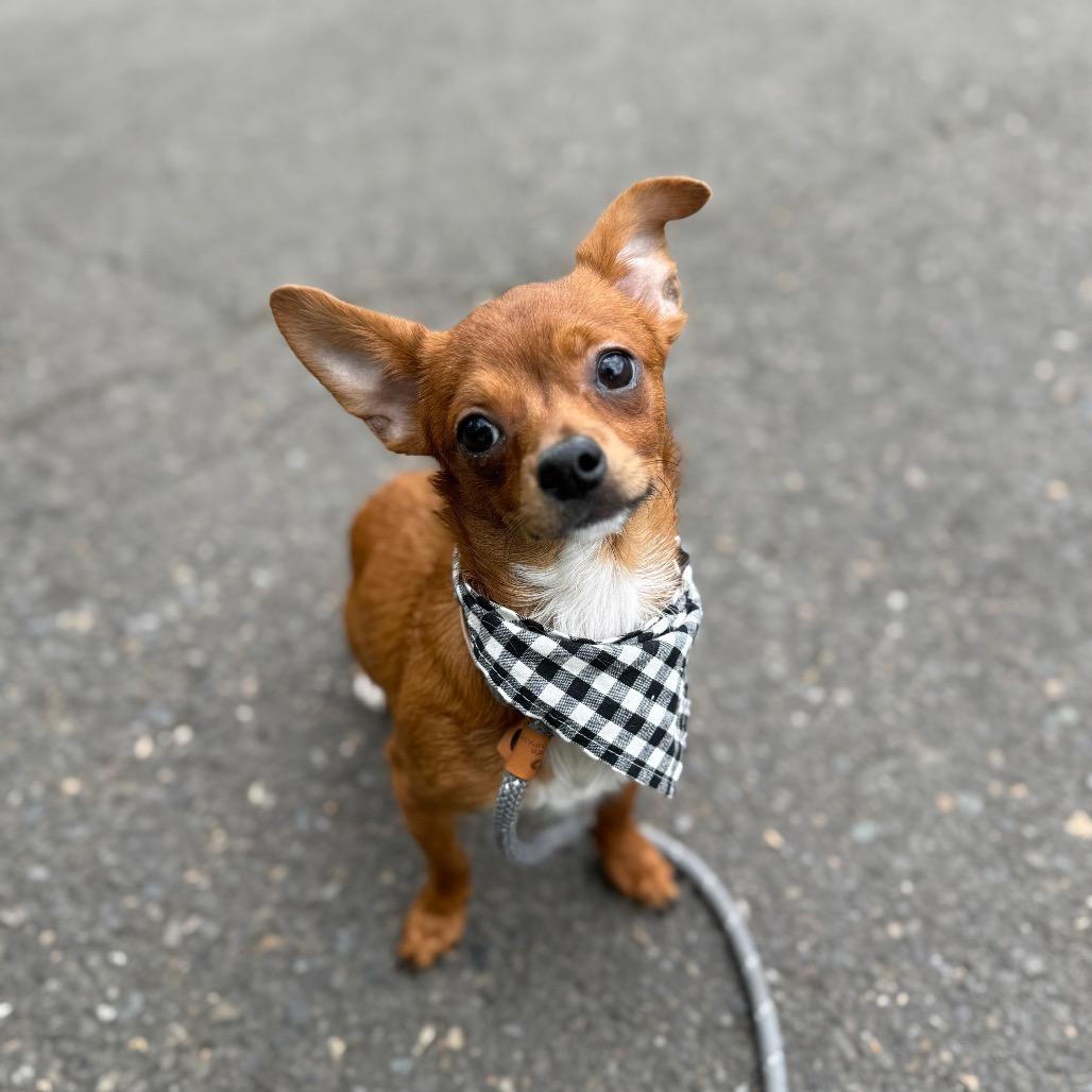 Weedle, a Adoptable mixed breed in Newberg, OR image 1/6