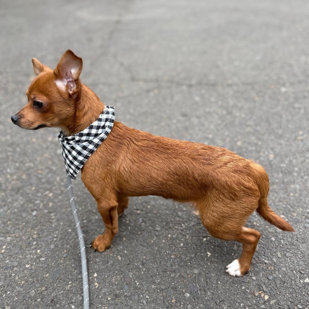 Weedle, a Adoptable mixed breed in Newberg, OR image 2/6