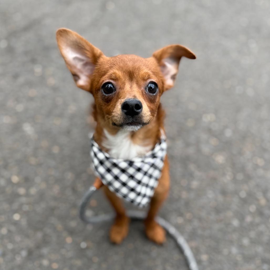 Weedle, a Adoptable mixed breed in Newberg, OR image 3/6