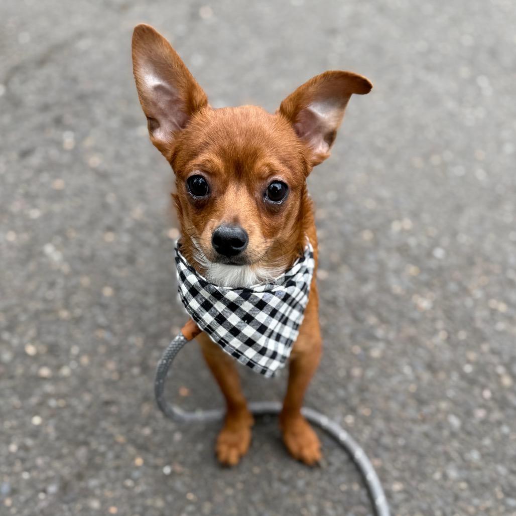 Weedle, a Adoptable mixed breed in Newberg, OR image 4/6