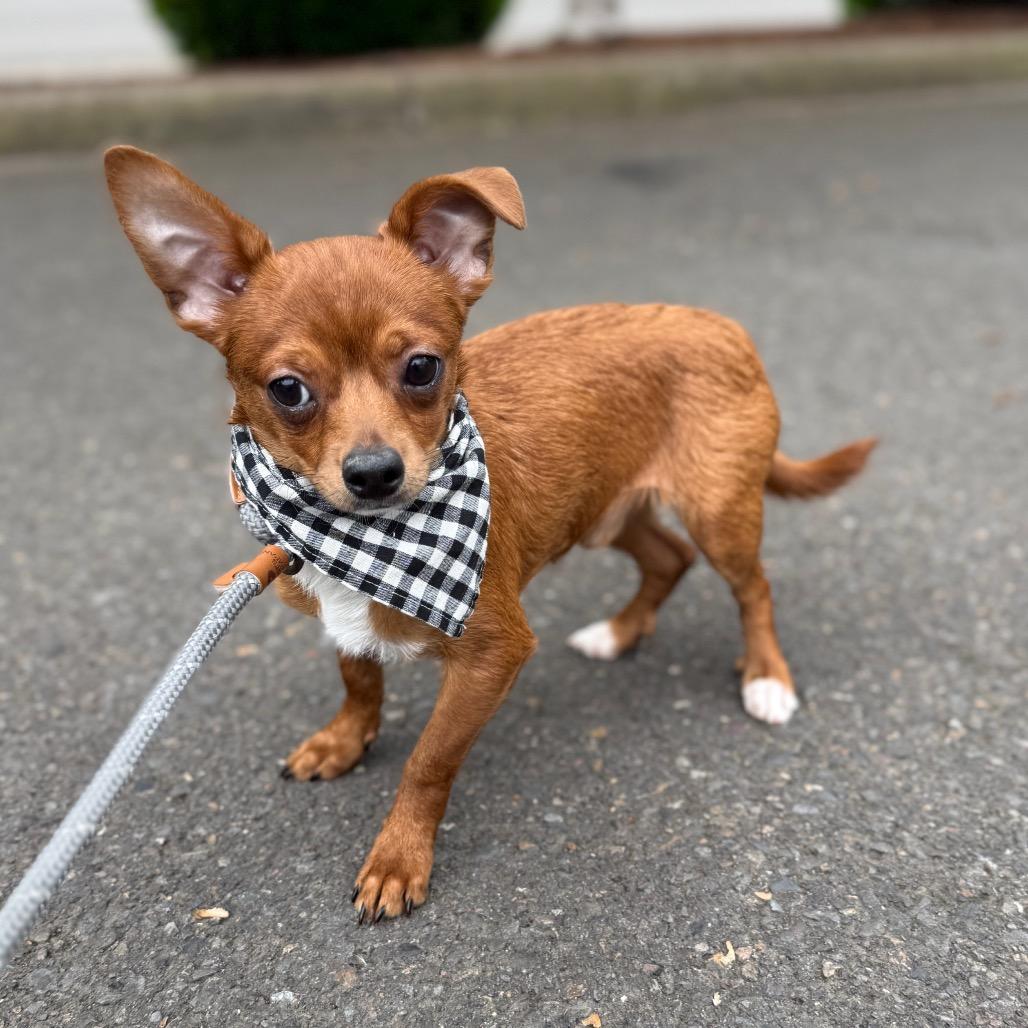 Weedle, a Adoptable mixed breed in Newberg, OR image 5/6
