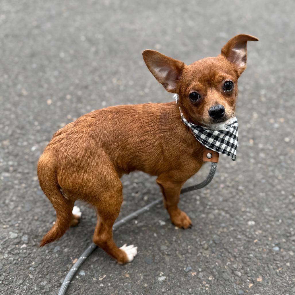 Weedle, a Adoptable mixed breed in Newberg, OR image 6/6